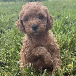 Storm - Red  female Goldendoodle puppy in De Pere, Wisconsin from Kinzor Kennels