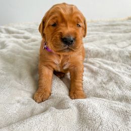 Ivy - Dark golden Golden Retriever puppy in Nampa, Idaho from Redwood Goldens