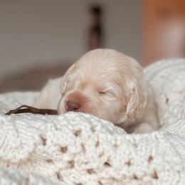 Coco - White female Bernedoodle puppy in Maricopa, Arizona from Desert Ridge Doodles