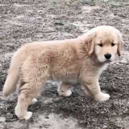 Golden Retriever Puppies from Heartstone Goldens