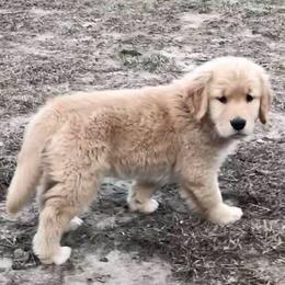 Golden Retriever Puppies from Heartstone Goldens