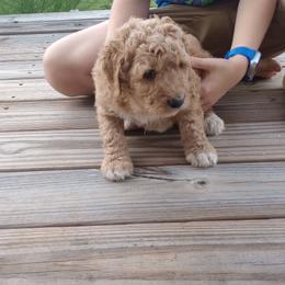 Benny - Red male Bernedoodle puppy in Woodland, Georgia from Bethel Doodle Ranch