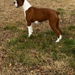Andie - Boxer
