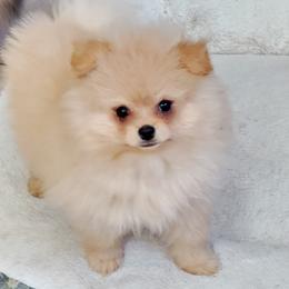 Pomeranian Puppies from Donna's Pomeranians