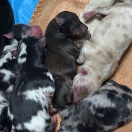 Pomeranians from Mendoza Pomeranian Farm