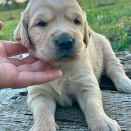 Breeze - Golden male Golden Retriever puppy in Doniphan, Missouri from Stockford’s Golden Retrievers