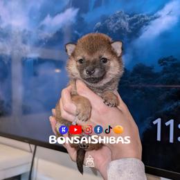 YAMI - Red female Shiba Inu puppy in Minnesota from BonsaiShibas