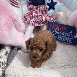 Lilly - Red  female Poodle puppy in Brandon, Florida from Henn's Toy Poodles