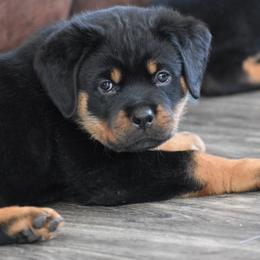 FLINT - Black and mahogany male Rottweiler puppy in Catawissa, Pennsylvania from Sharp Ridge Rottweilers