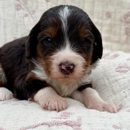 Mossy- (green collar boy) - Tri-color male Bernedoodle puppy in Colorado Springs, Colorado from Mercy Mountain Bernedoodles