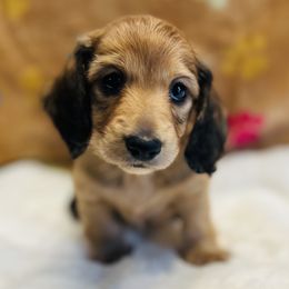Dachshund Puppies from Jen's Doxie Den