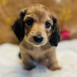 Dachshund Puppies from Jen's Doxie Den