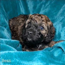 Dess - Black and tan female Cockapoo puppy in Sunset, Louisiana from Cano Cockapoos