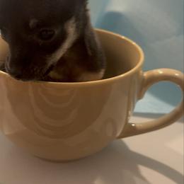 Mr minnie mouse 2-3 lb runt 4000 - Black male Chihuahua puppy in Las Vegas, Nevada from Quality Poms Chihuahua Yorkies of Las vegas