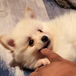 Pomeranian Puppies from Ramos' Pommies