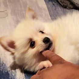 Pomeranian Puppies from Ramos' Pommies