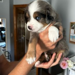 Miniature Australian Shepherd Puppies from Fancy Creek Mini Aussies