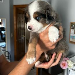 Miniature Australian Shepherd Puppies from Fancy Creek Mini Aussies