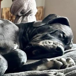 Duke - Great Dane