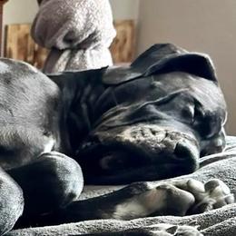 Duke - Great Dane