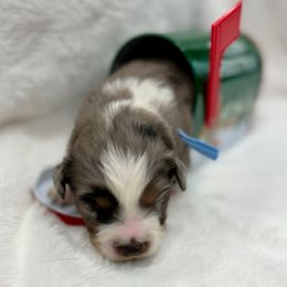 Light blue - Blue merle male Miniature Australian Shepherd puppy in 32046, Florida from River Hill Ranch