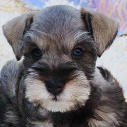 Miniature Schnauzer Puppies from The BrickHouse Miniature Schnauzers