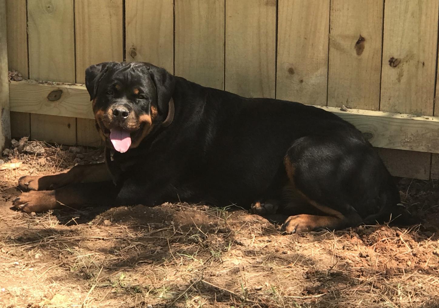 Guinea Rottweilers Rottweilers Vom Hause Schnieber in Georgia | Rottweiler puppies | Good Dog