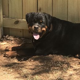 Rottweilers from Rottweilers Vom Hause Schnieber