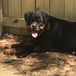 Rottweilers from Rottweilers Vom Hause Schnieber