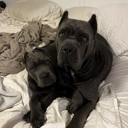 Aster - Cane Corso