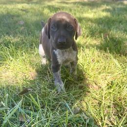 Ranger - male German Shorthaired Pointer puppy in Oxford, Ohio from LyonHeart