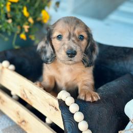 Romeo - Dapple male Dachshund puppy in Benson, Arizona from Six Shooter Minis