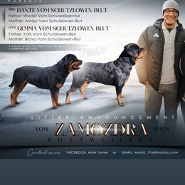 Gemma - Rottweiler
