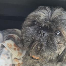 Axel - Shih Tzu
