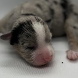 Wasabi - Blue merle female Toy Australian Shepherd puppy in Reidsville, North Carolina from Cherry Grove Kennel