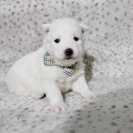 Luca - White male Siberian Husky puppy in Lunenburg, Vermont from SNOW WOOLY HUSKY