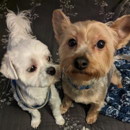 Morkie puppies from Weiss's Puppies