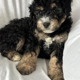 Jingle - Tri-color male Bernedoodle puppy in Leesport, Pennsylvania from Bechtel’s Bernadoodles