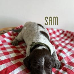 Sam - Liver roan male German Shorthaired Pointer puppy in Polk City, Florida from Yates’ GSP