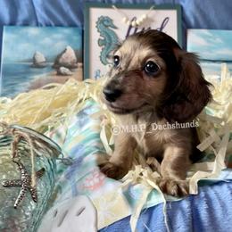 Dachshund Puppies from M.H.P Dachshunds