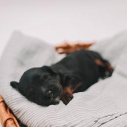 Silver Girl - Black and tan female Cavapoo puppy in Mckinney, Texas from Doodles of North Tx