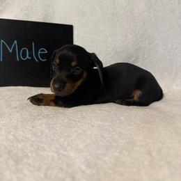 Boy 1 - Black and tan male Dachshund puppy in Stilwell, Oklahoma from Johnson Dachshund’s