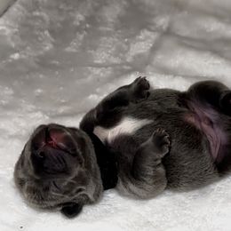 French Bulldog Puppies from LaFlorida Kennels