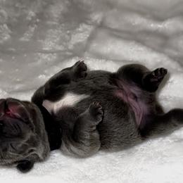 French Bulldog Puppies from LaFlorida Kennels