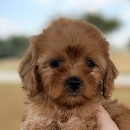 Cavapoo puppies from Safari Doodles