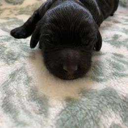 Sheepadoodle Puppies from Riley Grace Puppies