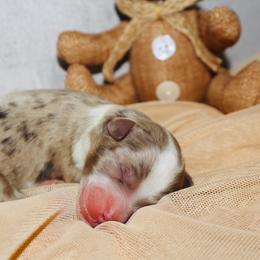 Toffee - Chocolate merle male Bernedoodle puppy in Ohio from Moore Doodles