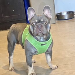 French Bulldogs from Midwest Bulldogs