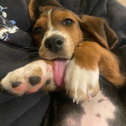 Basset Hound and Dachshund Puppies from V's Southern Angels