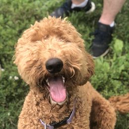 Lucie - Goldendoodle
